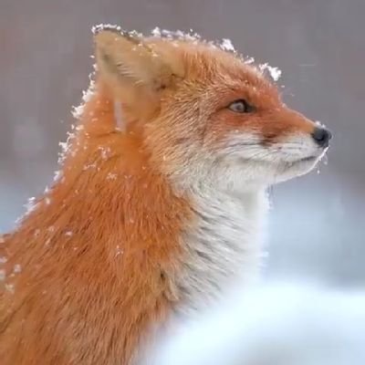 LT🦊
