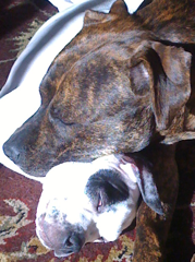 twodogssoftware's profile picture. Mike Stewart's Mac/iOS software development company alter ego.