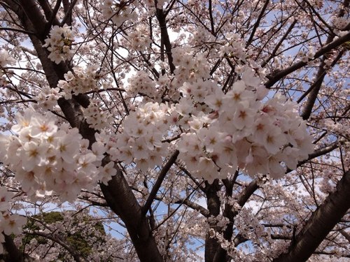 桜さんのプロフィール画像