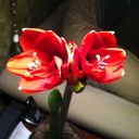 Ivy Kramer - @Enalyvi - Twitter