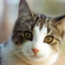cat (@kittytwitty04) Twitter profile photo cat (@kittytwitty04) Twitter profile photo