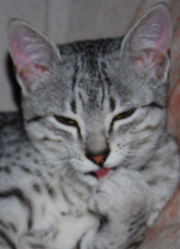 MauCattery's profile picture. 