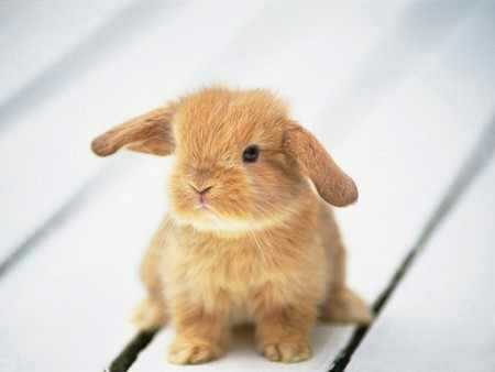 I am the ElenaTVDBunny my mommy is @ElenaGilberTVD_ my Auntie's are @Saweetforbes and @1864KatPierce and my doppleganger is @KatsBadassBunny