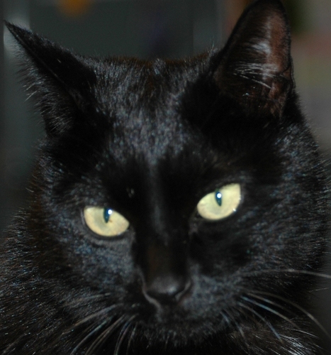 kuronekozukin's profile picture. 薩長に敗れ分け入る奥蝦夷の 秋は身に滲む風ぞ吹きける---------自然とヒトの関係について悩みながらの教育実践してきました。 自然とヒトとは共存できるのか。 倫理感をもった自然利用などが目下のテーマ。 風のように自由に、風のように激しく、風のようにとどまらない生き方をしたい。