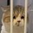 4z4zh's profile image