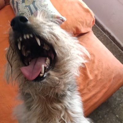 Carlos