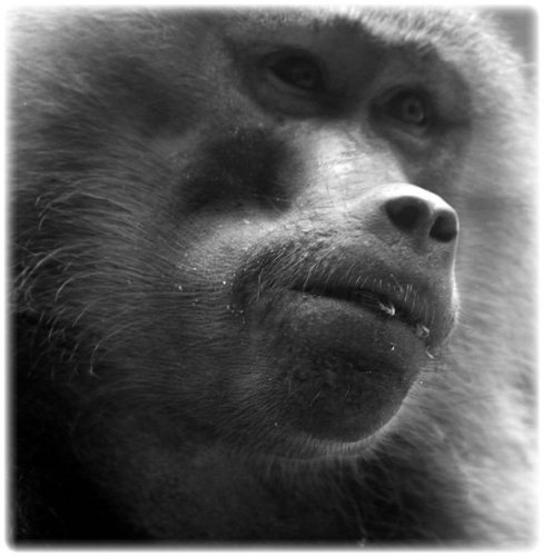 aberwyn's profile picture. sometimes hungry, always angry.