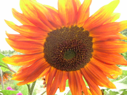 I love my allotment