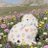 iluvuloey's profile image