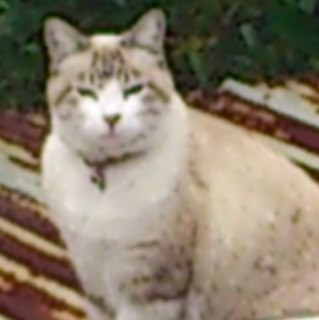 japankabilly's profile picture. Psychobilly made me crazy! No future 4 me.