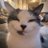 Ashael_vlr's profile image