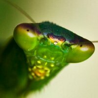 Huge Mantis (@hugemantis) 's Twitter Profile