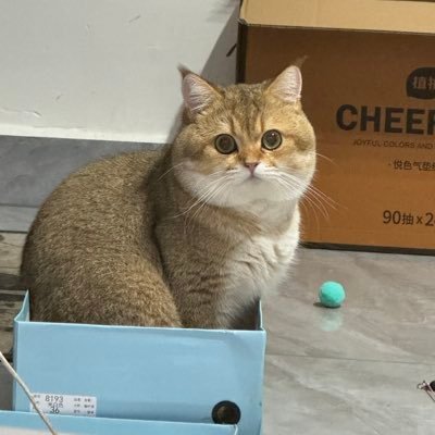 我的小猫很可爱