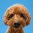 sleepless___drm's profile image