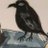 RavenIllustkani's profile image