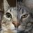 Bebekbakar1920's profile image