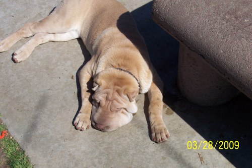 netminder351's profile picture. Never miss a Kings game. You can add UCLA football to that now.