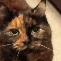 Debbie Bissell (@debbiebissell) 's Twitter Profile