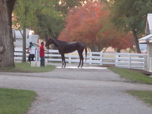 I'm an attorney in Lexington, Kentucky whose practice focuses on bankruptcy cases.  I love horse racing and pedigrees and love when work and horses overlap.