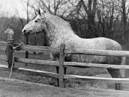 Percheron Draft Horse Farm in Northern Indiana. Visitors are welcome!