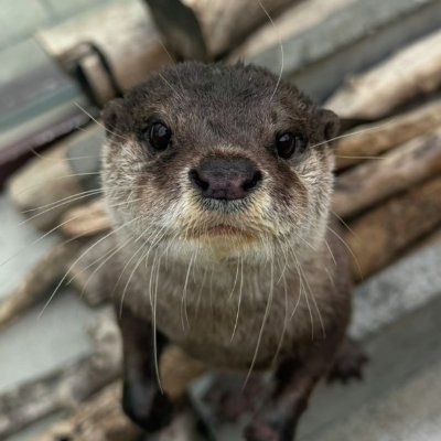 14yr troll // gd player // i love otters