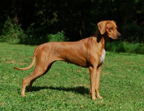 BinduraDogs's profile picture. 