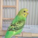 linda ricks - @speedwalker48 - Twitter