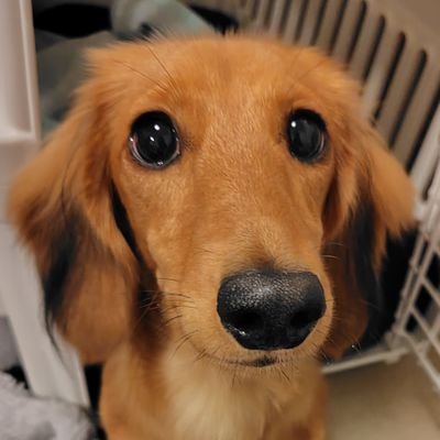 ミニチュアダックス♀のもなかです!
2025年8月19日生まれ。
くいしんぼうなおてんば娘🐶
無言フォロー失礼します🙏