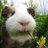 guiningning's profile image