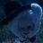 AZ85282's profile image