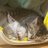 SONI198142's profile image