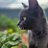 SabiSabira's profile image