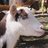 HurstbridgeHill's profile image