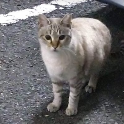 単勝馬券師。