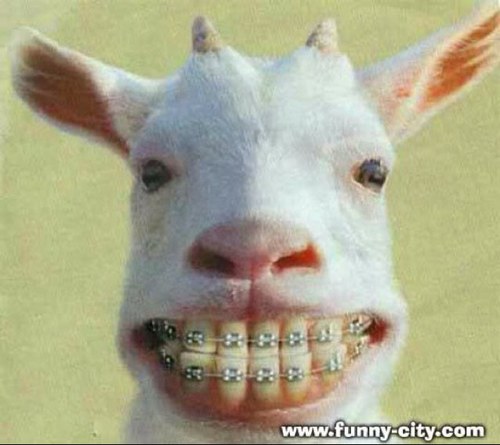 Goat Quotes Gorgeous Quote Goat Quotesmuhgoats Twitter Goat Quotes Gorgeous Quote Goat Quotesmuhgoats Twitter