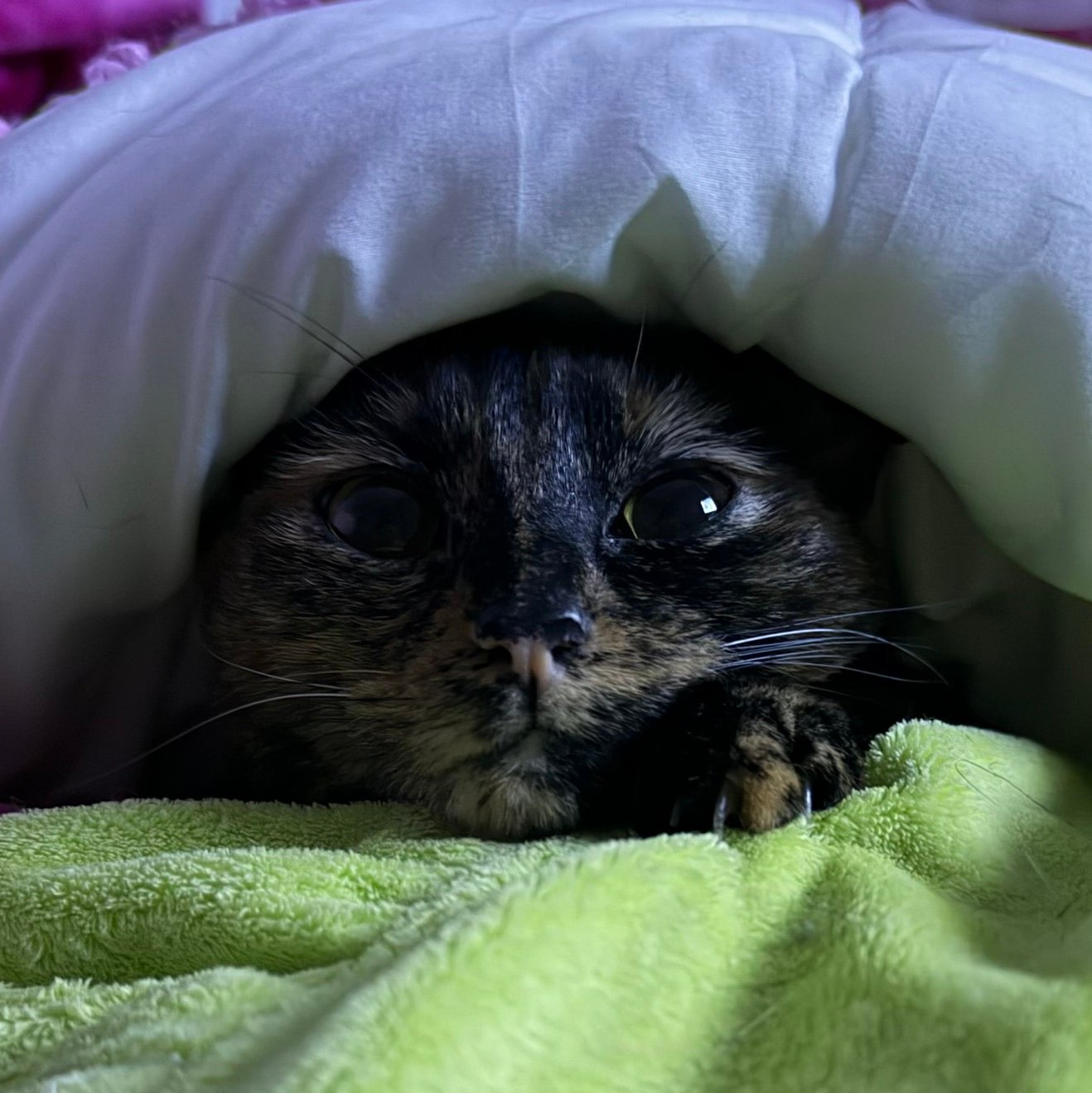 strange little cat