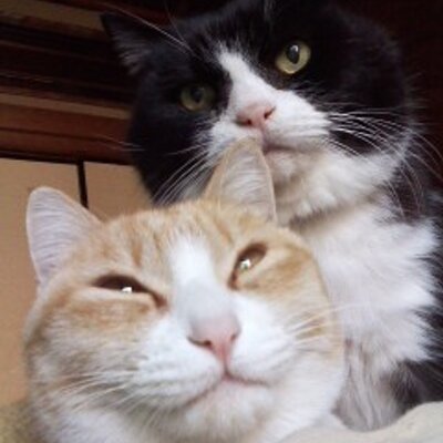 はっちん はっちん (@taronene5628) / X