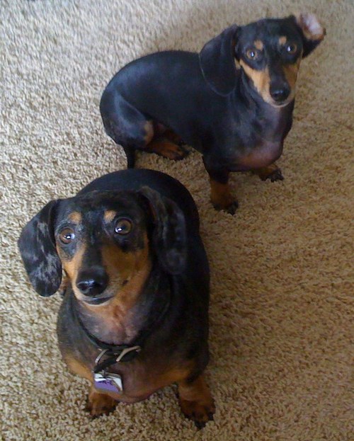 We are Victoria's Doxie Blog Dogs! Follow us as we learn about social networking and share our experiences.