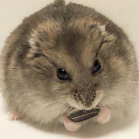 はやと