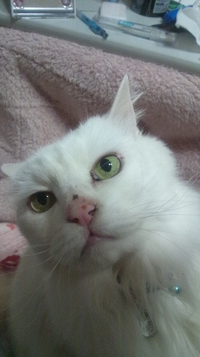 fuyucha3's profile picture. 健人くんをこよなく愛するU:nityです💙