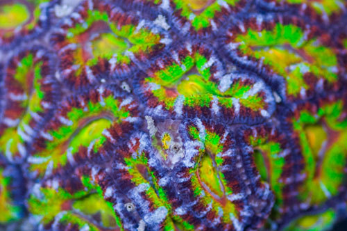 Your #1 source for cherry picked coral! If you have a reef tank, you'll want to go to our website and get on our mailing list!