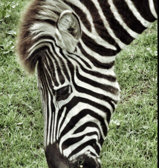 Gaultybabes's profile picture. 