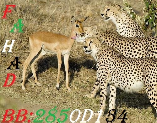 fa6655's profile picture. هلا وغلا ملاين بوسات وما يسدن