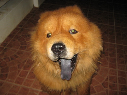 Lives with a little bear