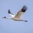 migratorybird23's profile image