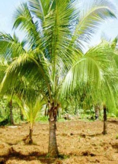 COCOWONDER88's profile picture. Philippine Processor of Functional Coconut Food Products such as; Coconut Sugar, Extra Virgin Coconut Oil, Coconut Nectar, Coconut Dietary Chocolate Bar, etc.