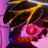 MxMarceline's profile image