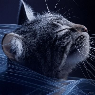 好物は何気ない景色と猫。
DMは❌️