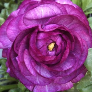 wikiash's profile picture. 