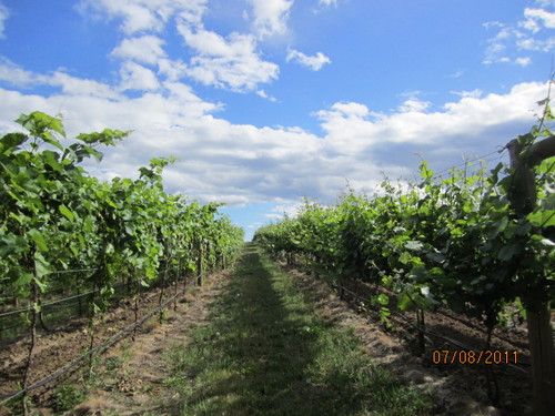 We are a small family winery focused on produced quality cool climate wines! Come sample our wines